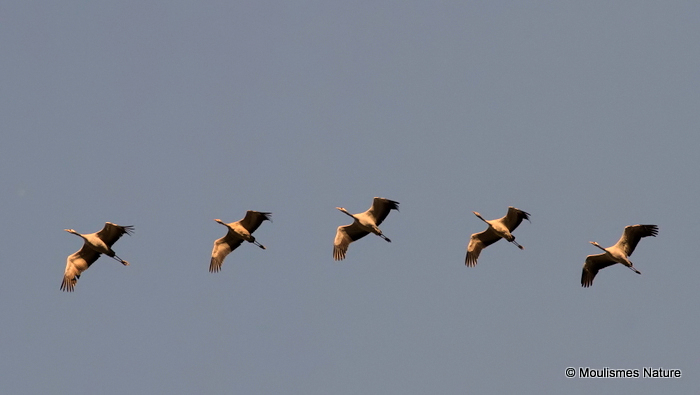 Grus grus en migration