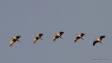 Grus grus en migration