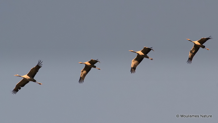 Grus grus en migration