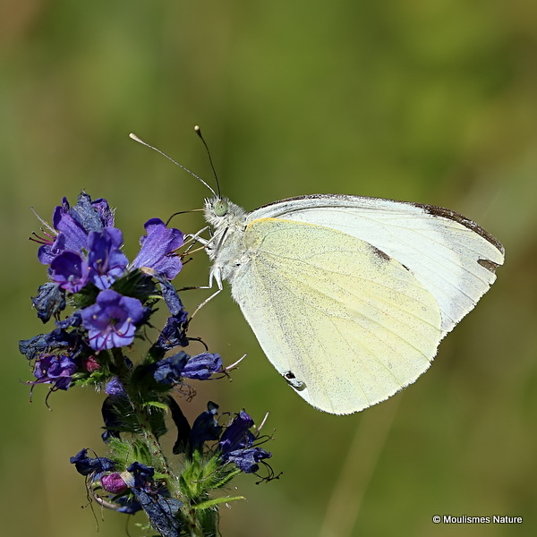 Small White (Pieris rapae)