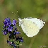 Small White (Pieris rapae)
