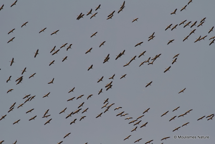 Grus grus en migration