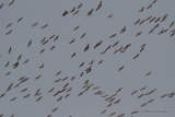 Grus grus en migration