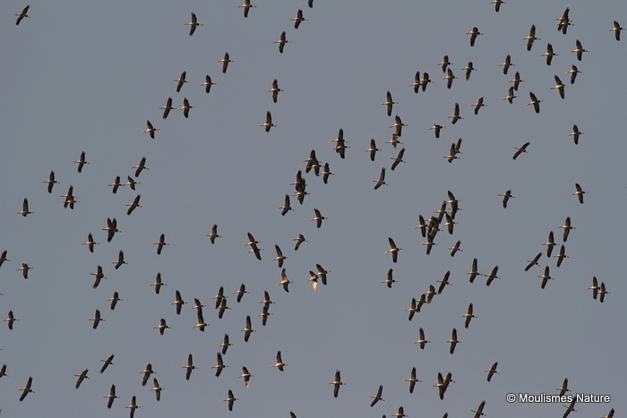 Grus grus en migration