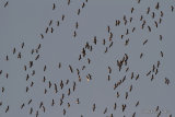 Grus grus en migration