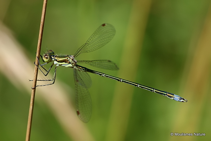 Small Emerald (Lestes virens) M