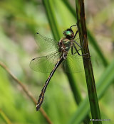 Orange-spotted Emerald (Oxygastra curtisii) M