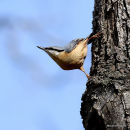 Eurasian Nuthatch (Sitta europaea)