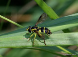 Xanthogramma pedissequum (Superb Ant-hill Hoverfly) F