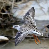 Ruff (Philomachus pugnax) San Pedro