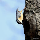 Eurasian Nuthatch (Sitta europaea)