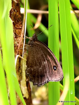 Dryad (Minois dryas) M