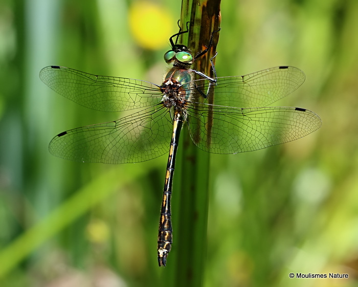 Orange-spotted Emerald (Oxygastra curtisii) M