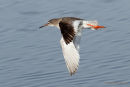 Common Redshank (Tringa totanus) San Pedro