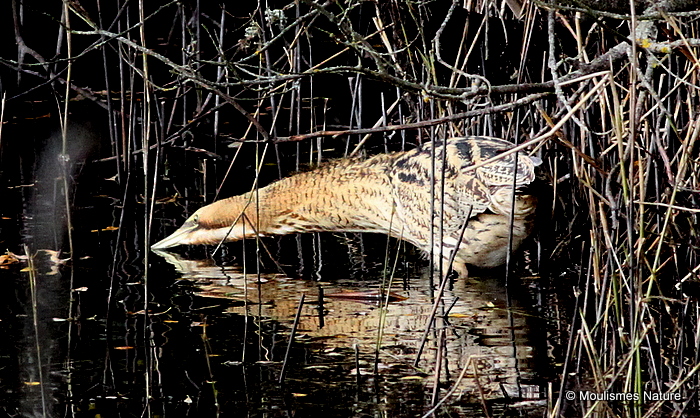 Great Bittern (Botaurus stellaris)