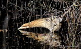 Great Bittern (Botaurus stellaris)