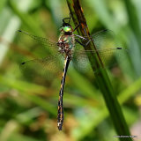 Orange-spotted Emerald (Oxygastra curtisii) M