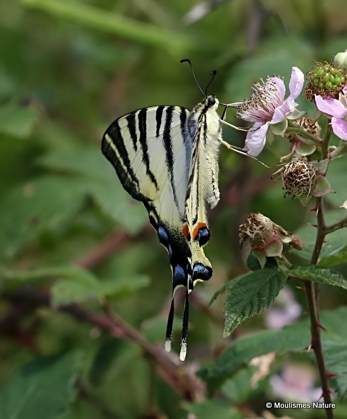 Scarce Swallowtail (Iphiclides podalirius)