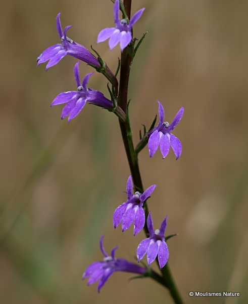 Lobelia urens, Heath Lobelia