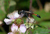 Ammophila sabulosa (Red-banded Sand Wasp)