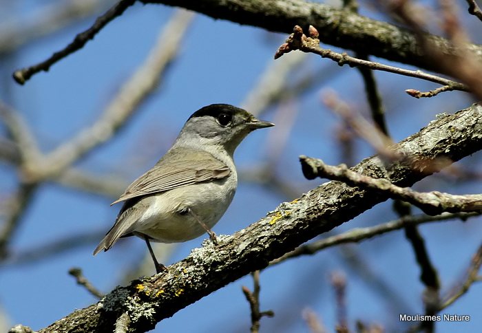 Blackcap (Sylvia atricapilla) M