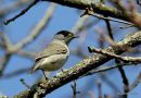 Blackcap (Sylvia atricapilla) M