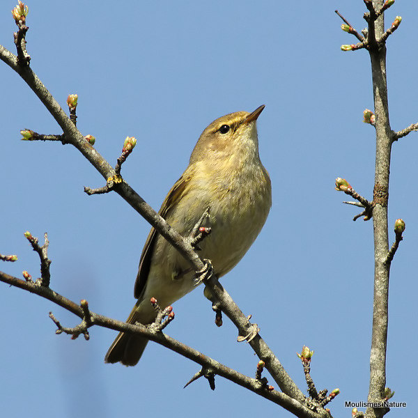 Common Chiffchaff (Phylloscopus collybita), Pouillot véloce