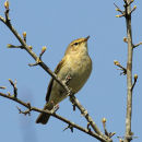 Common Chiffchaff (Phylloscopus collybita)