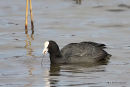 Eurasian Coot (Fulica atra)