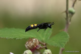 Scolia hirta (Hairy Flower Wasp)