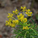 Euphorbia cyparissias, Cypress Spurge