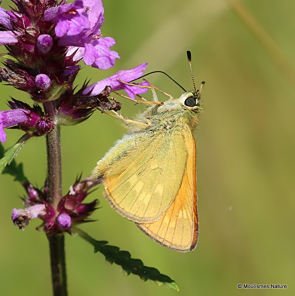 Essex Skipper (Thymelicus lineolus)