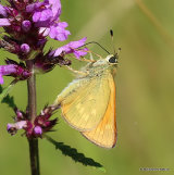 Essex Skipper (Thymelicus lineolus)