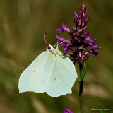 Brimstone (Gonepteryx rhamni) F