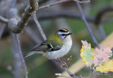 Firecrest (Regulus ignicapilla), Roitelet triple-bandeau