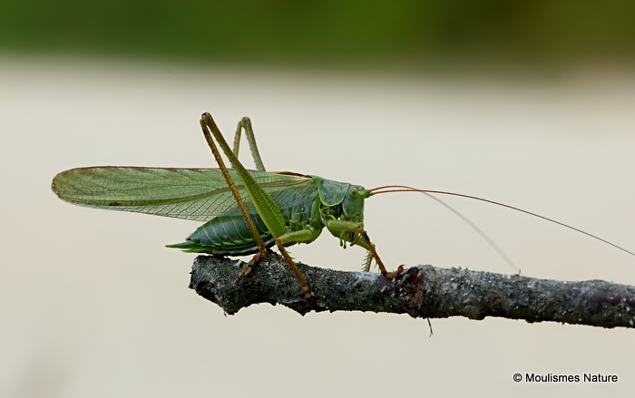 Great Green Bush-cricket (Tettigonia viridissima) M