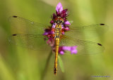 Ruddy Darter (Sympetrum sanguineum) F