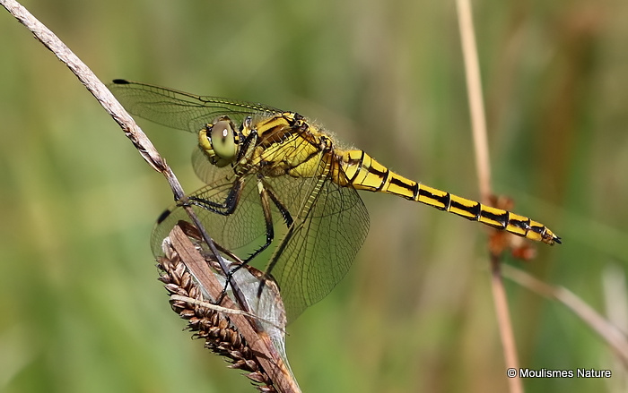 Black-tailed Skimmer (Orthetrum cancellatum) F