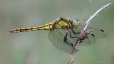 Black-tailed Skimmer (Orthetrum cancellatum) F