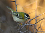 Firecrest (Regulus ignicapilla), Roitelet triple-bandeau