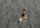 Circus aeruginosus M (sub-adult)
