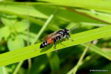 Tachytes panzeri (Crabronidae)