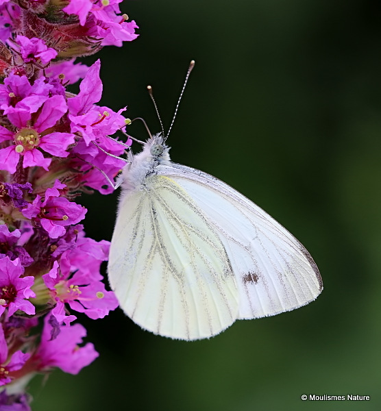Green-veined White (Pieris napi)