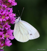 Green-veined White (Pieris napi)