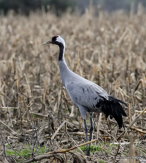 Grus grus ad