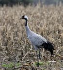 Grus grus ad