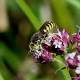 Bembix rostrata (Crabronidae)