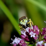 Bembix rostrata (Crabronidae)