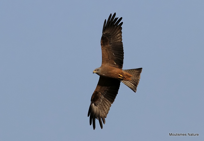 Black Kite (Milvus migrans)