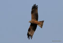 Black Kite (Milvus migrans)